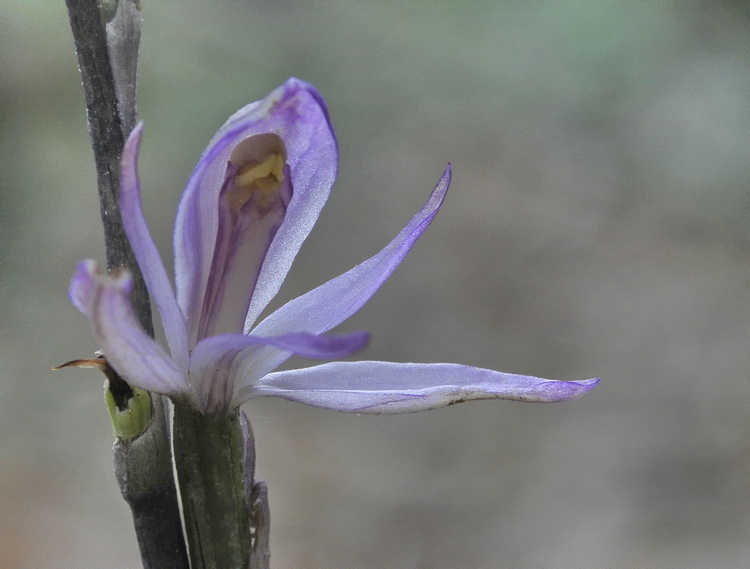 Orchidee del Chianti 2009